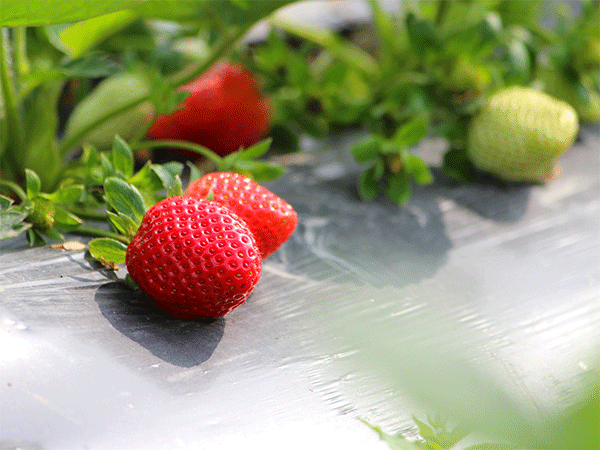 茄子苗期樱桃频道黄色三级片要點